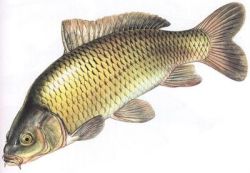 Ikan mas